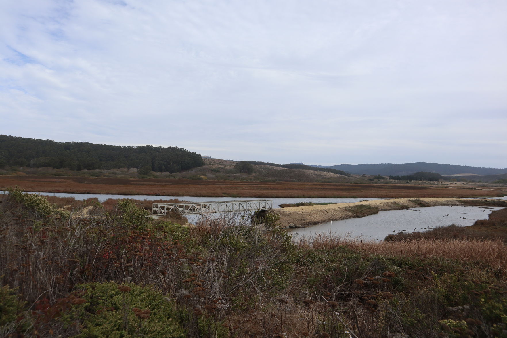 Butano Creek restoration